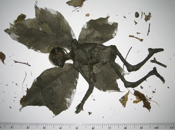 http://www.theblackvault.com/casefiles/wp-content/uploads/2015/03/dead-fairy-2.png