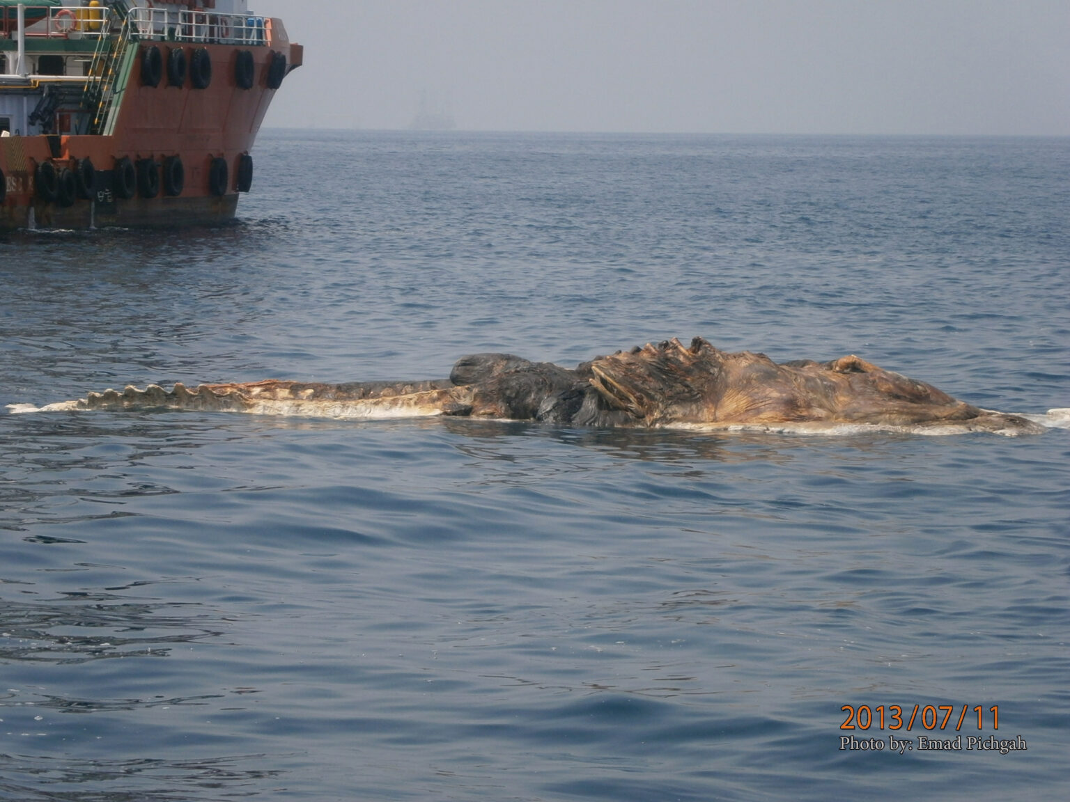 Iranian vessel found a strange creature in the Persian Gulf