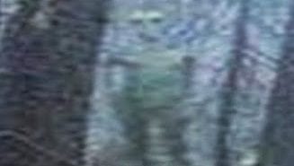 Alien Grey Spotted By Hikers In Forest?
