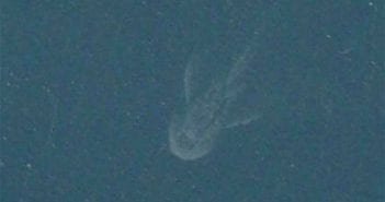 Nessie Caught on Satellite Camera?