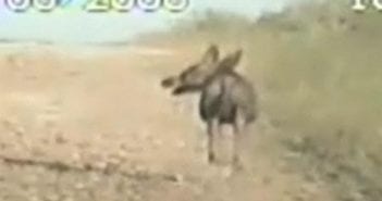 Caught On Tape: The Chupacabra (2008 – Deputy Dashboard camera case)