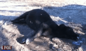 Police: Mutilated Cow Found at Northland Farm