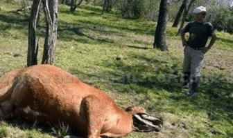 Cattle Mutilation in Santa Fe, Argentina