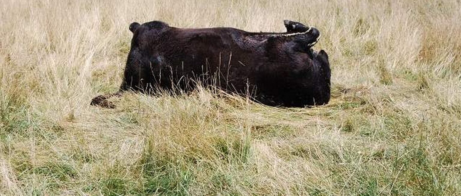 Missouri rancher suspects something out of the ordinary is mutilating and killing cattle