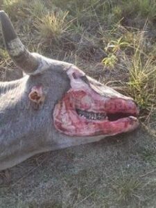 Another Mutilated Cow in Argentina