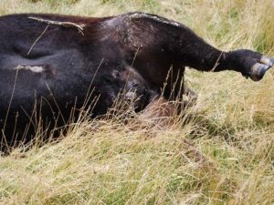 Close up of the wounds on the cow.