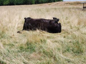Photograph of cow mutilated in the field.