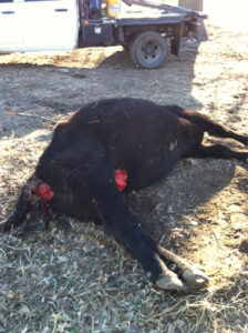 Photograph of the mutilated cow.