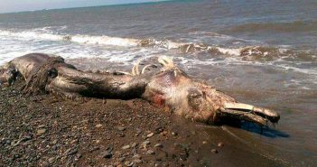 ‘Mysterious’ sea creature with furry tail washes ashore in Russia’s Far East