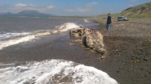 ‘Mysterious’ sea creature with furry tail washes ashore in Russia’s Far East