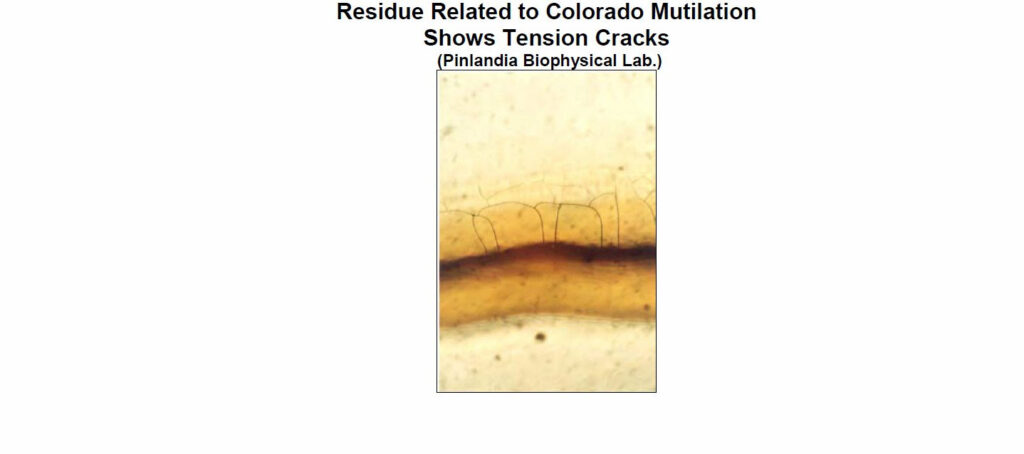 Analysis of Residue from an Excised Cow Found 10-2-2000