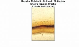 Analysis of Residue from an Excised Cow Found 10-2-2000