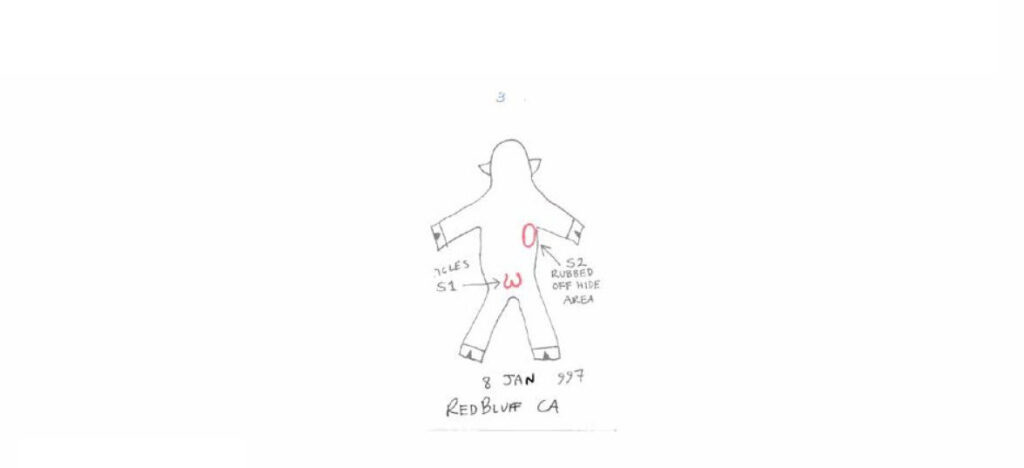 Analysis of Red-Brown Particulates from a Bovine Excision Discovered 1-17-97