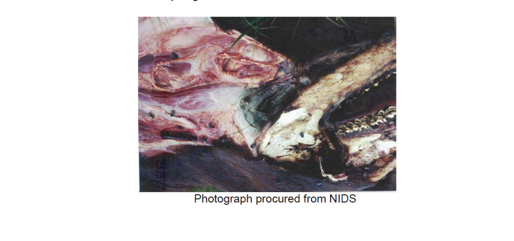 Analysis of Samples from a Cow Mutilated June 27, 2001 (Conrad, Montana)