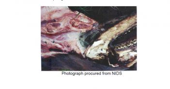 Analysis of Samples from a Cow Mutilated June 27, 2001 (Conrad, Montana)