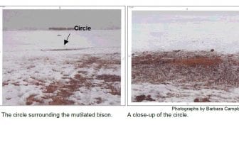 Analysis of Samples Related to a Bison Mutilation in Saskatchewan, Canada (Discovered March 13, 2008)