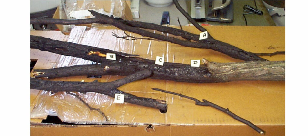 Analysis of Tree Branches which Purportedly Came into Contact with a UFO (Centerville, Ohio, March 6, 2004)