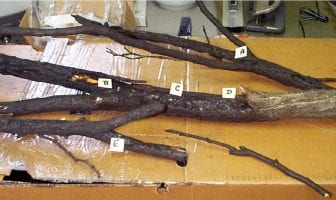 Analysis of Tree Branches which Purportedly Came into Contact with a UFO (Centerville, Ohio, March 6, 2004)