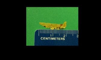Analysis of a Specimen Purported to be a Skin Fragment from a Reptilian Type Creature (Event Date: January 2, 2008)