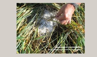 Identification of Three White Powders Related to Three Bizarre Events Occurring in Bosschenhoofd, Holland June 2007