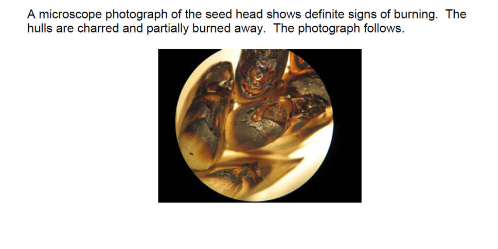 Analysis of a Blackened Hull from a Wheat Seed-Head in a Crop Formation (near Hoeven, Holland, August 2, 2010)