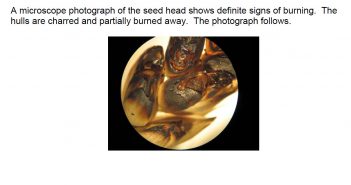Analysis of a Blackened Hull from a Wheat Seed-Head in a Crop Formation (near Hoeven, Holland, August 2, 2010)