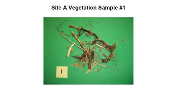 Analysis of Vegetation and Soil after Contact with a Glowing Metallic Object (Miami, Florida, January 2, 2011)
