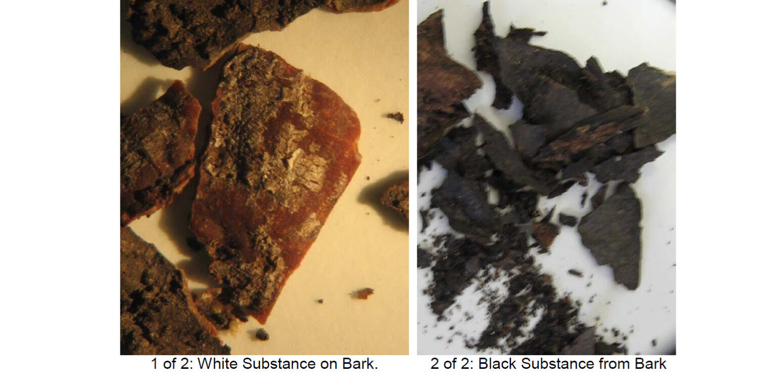Analysis of Black and White Substances on the Surfaces of Bark involved in a Close Encounter with an Unknown Circular Craft (Monroe, New York, Early 1980s)
