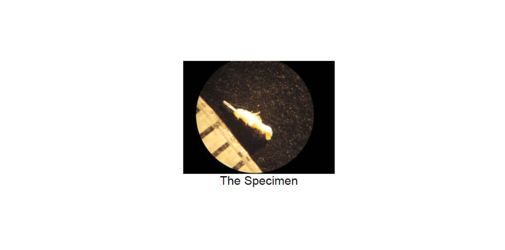 Analysis of a Specimen Pulled from an Experiencer’s Back (April 4, 2012, Northwestern, Pennsylvania)