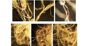 Analysis of an unknown White Fibrous Substance, aka ‘Angel Hair’, Deposited by Barbell-Shaped UFOs (Illinois, November, 4, 2016)