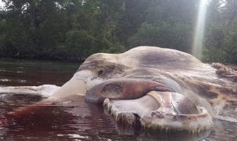 Massive Unidentified Sea Creature Washes Up on Beach in Indonesia