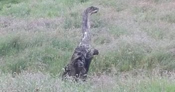 Residents in Stirlingshire village react to sighting of mystery ‘creature’ in field