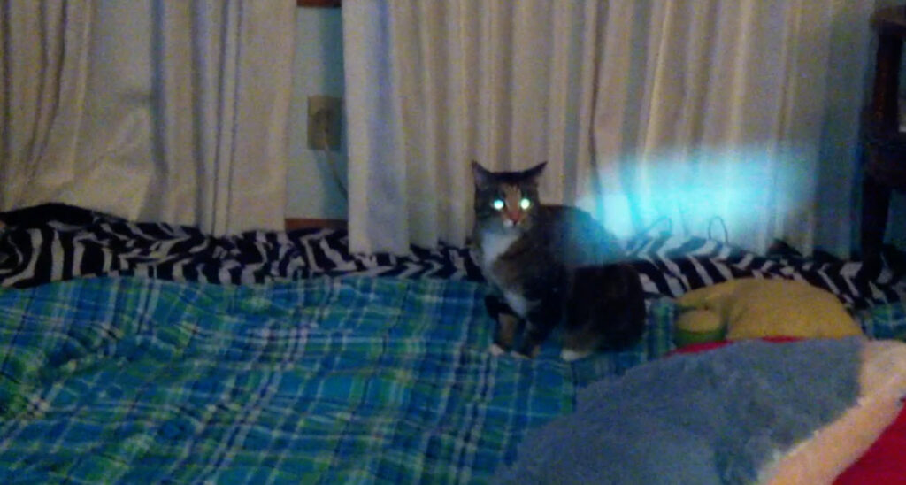 Unknown Orb / Object Appears in Video While Taking Video of Cat