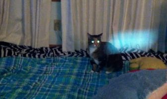 Unknown Orb / Object Appears in Video While Taking Video of Cat