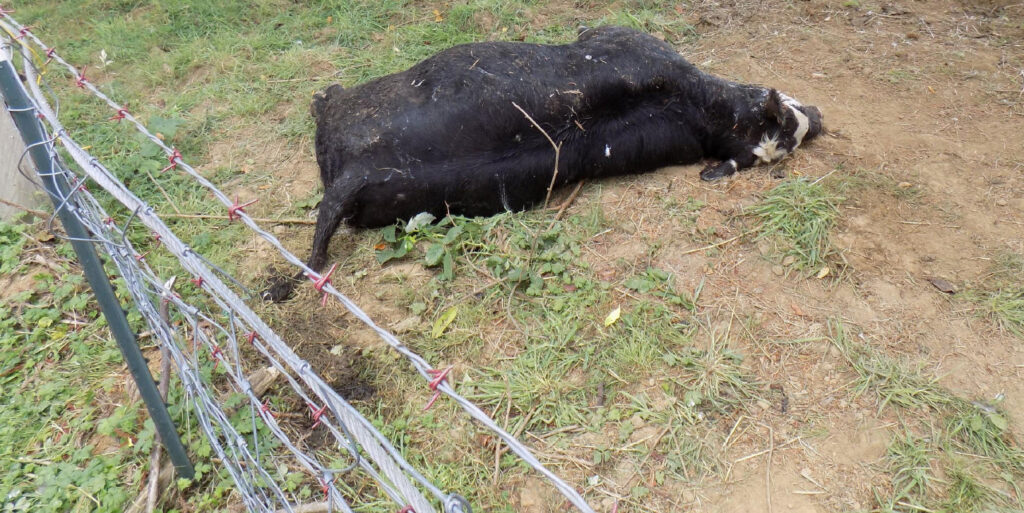 Cattle Mutilation in Naselle, Washington – August 29, 2017