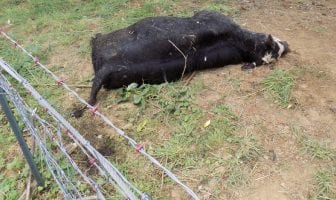 Cattle Mutilation in Naselle, Washington – August 29, 2017