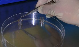Misc. Documents on Cloning