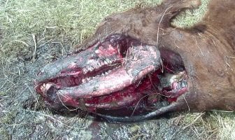 Cattle Mutilations